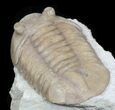 Rarely Seen Asaphus bottnicus Trilobite - Russia #31305-1